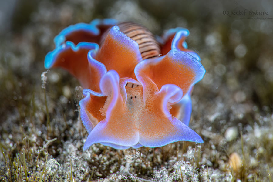 271219228 357711696169633 6985832449232182450 n