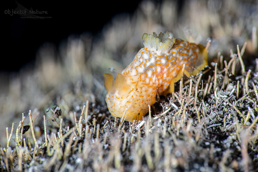 271284021 610497246701883 1574264706152383331 n