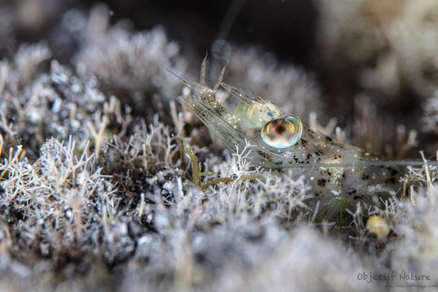 271564641 1092004231552260 7070226896292173571 n