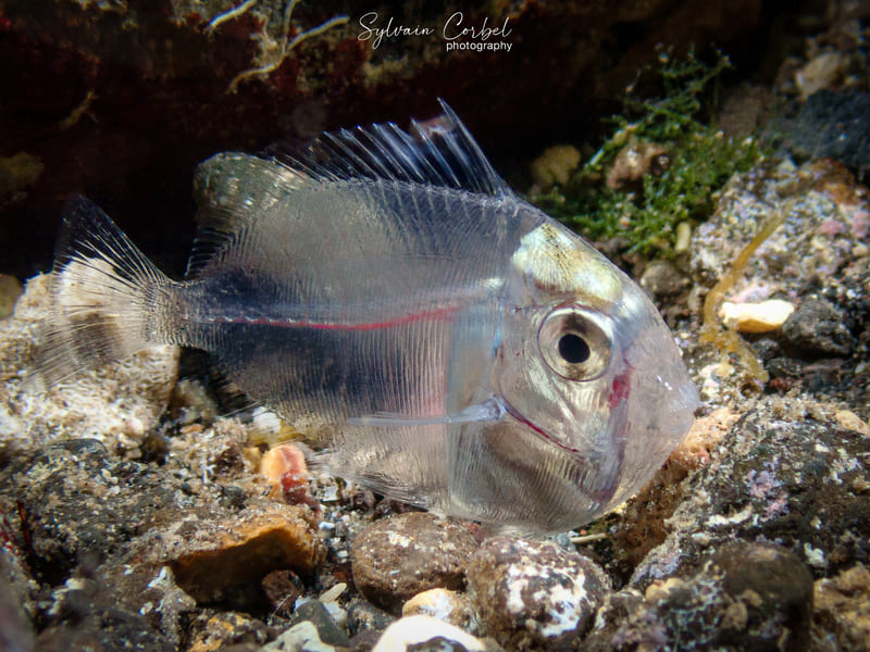 Acanthurus sp