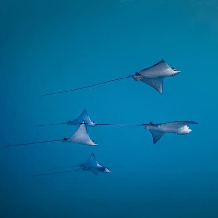 Action association ARBRE 2