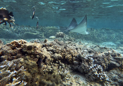 PROJET RAIE&rsquo;UNION