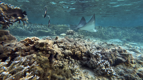 Aetobatus ocellatus ©DorotheRacine