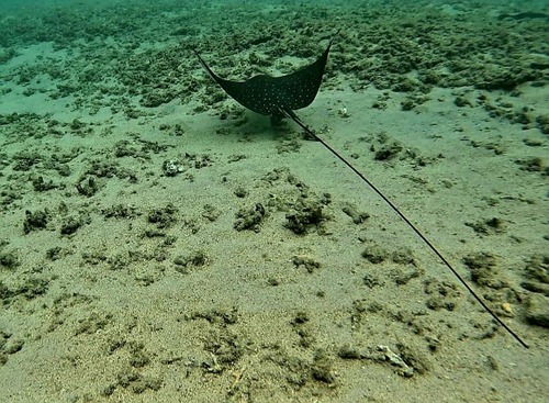 Aetobatus ocellatus ©GladysRopaul 2