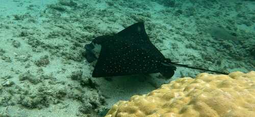 Aetobatus ocellatus ©GladysRopaul