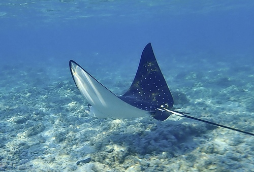 Aetobatus ocellatus ©IsabelleKbidi