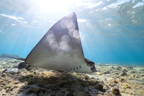 Aetobatus ocellatus ©MiguelRamirez 2