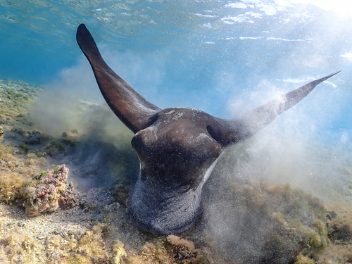 Aetobatus ocellatus ©MiguelRamirez