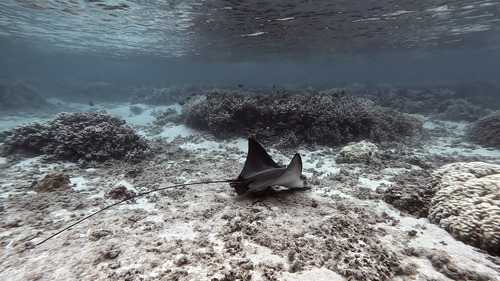Aetobatus ocellatus ©Thierry Peres