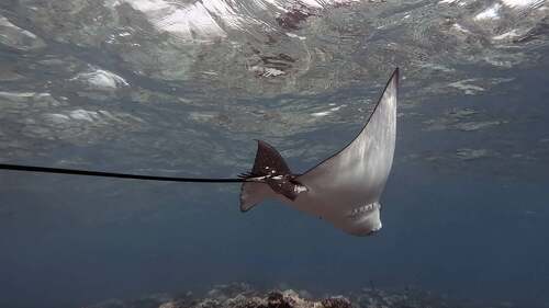 Aetobatus ocellatus ©Thierry Peres