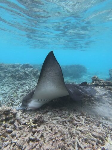 Aetobatus ocellatus ©Vincent Mathy rotated