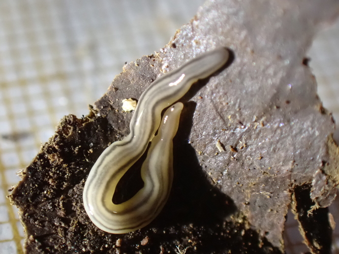 Anisorhynchodemus sp cf A. nematoides