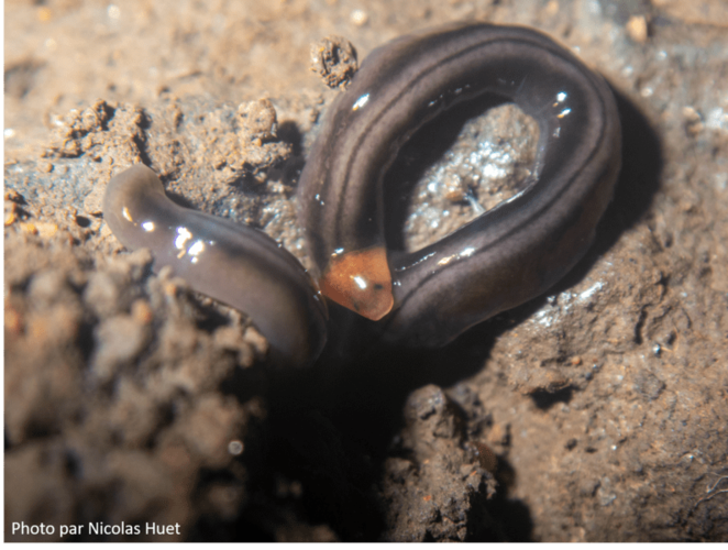Anisorhynchodemus sp cf pale red head