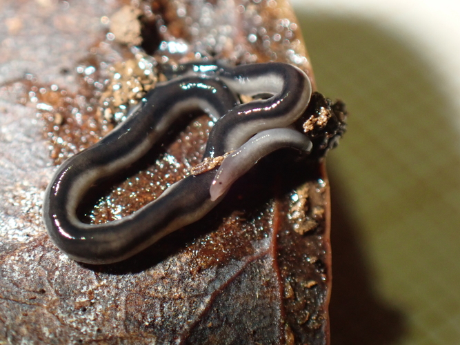 Anisorhynchodemus sp cf tristis