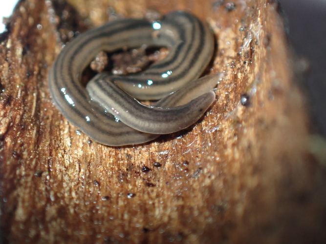 Anisorhynchodemus sp