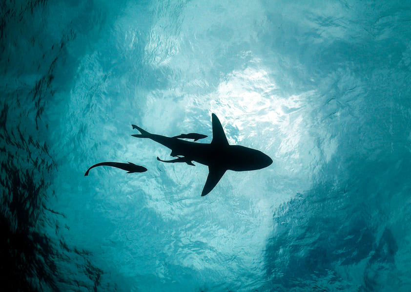 CA 1001 2 AliwalShoal