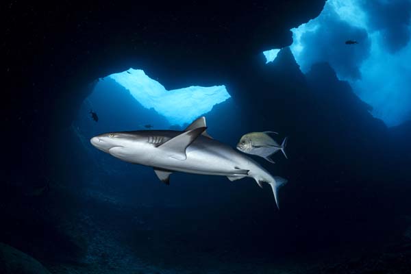 Carcharhinus amblyrhynchos