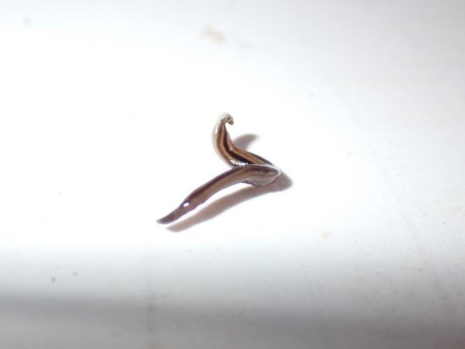 Dolichoplana striata