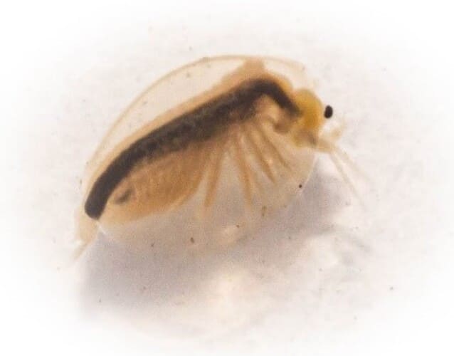 Eulimnadia mauritiana