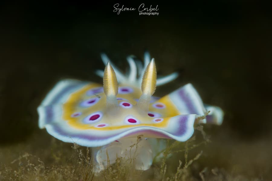 Goniobranchus geminus