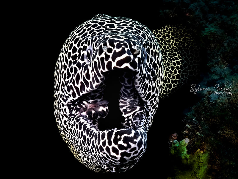 Gymnothorax favagineus