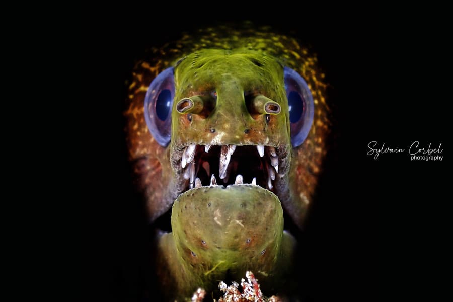 Gymnothorax undulatus