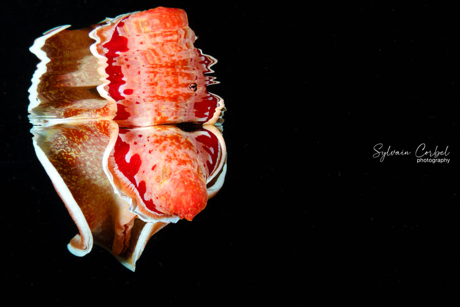 Hexabranchus sangineus 2