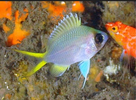 Mesorun 1