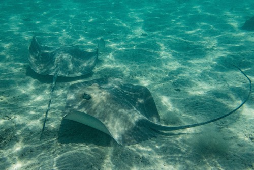 Pateobatis Fai ©DorotheeRacine