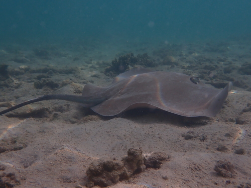 Pateobatis Fai ©EtiennePoirot