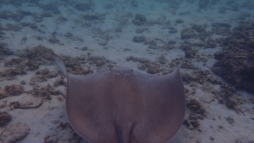 Pateobatis Fai ©OceaneDesbonnes 3