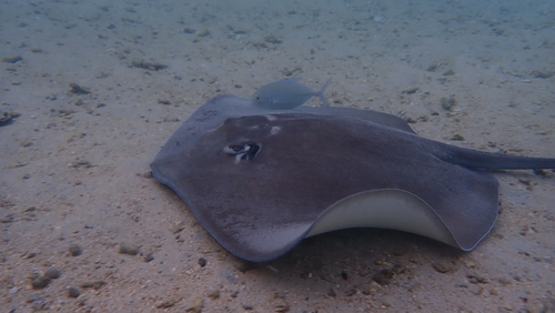 Pateobatis Fai ©OceaneDesbonnes