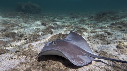 Pateobatis Fai ©Thierry Peres 2