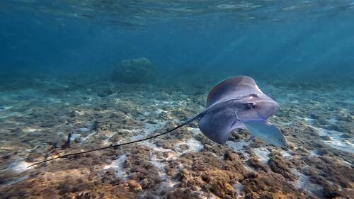 Pateobatis Fai ©Thierry Peres 3