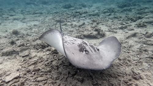 Pateobatis Fai ©Thierry Peres 4