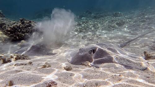 Pateobatis Fai ©Thierry Peres 5