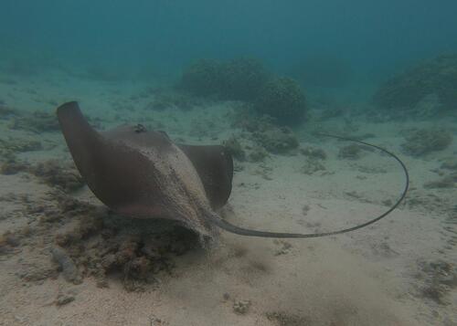 Pateobatis Fai ©VincentMathy