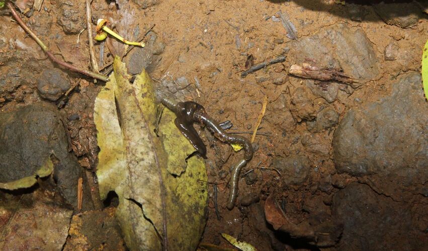 Predation dun verre de terre par Obama nungara