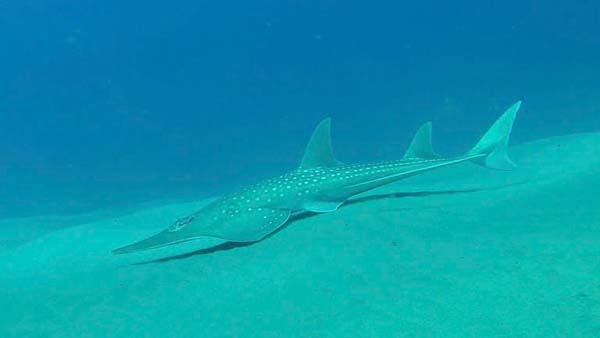 Rhynchobatus djiddensis