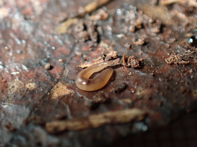 Rhynchodemus sylvaticus