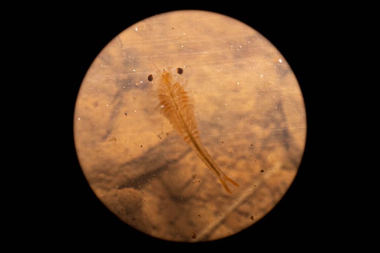 Streptocephalus reunionensis sub adulte