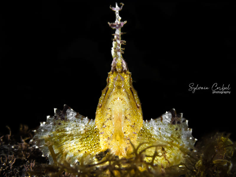 Taenianotus triacanthus