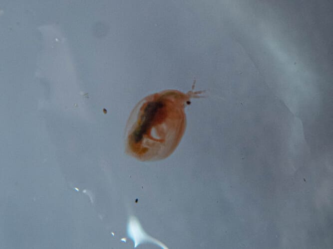 branchipodes ile reunion 1