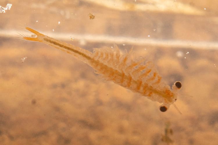 branchipodes ile reunion