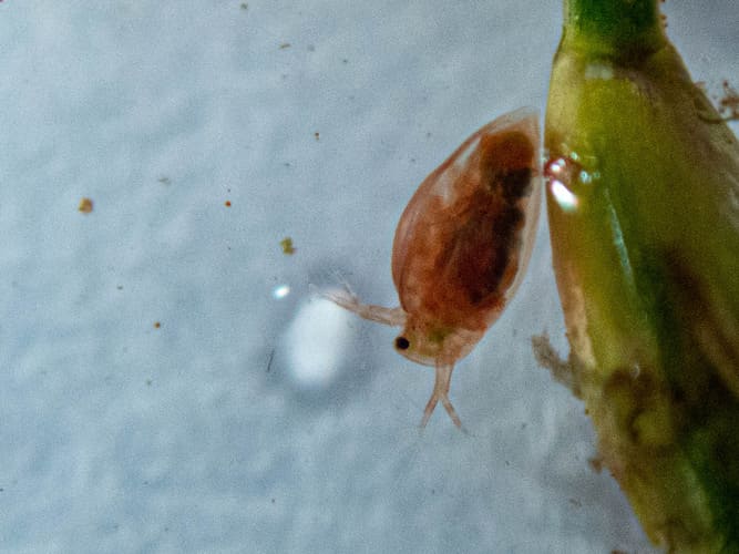 branchipodes reunion