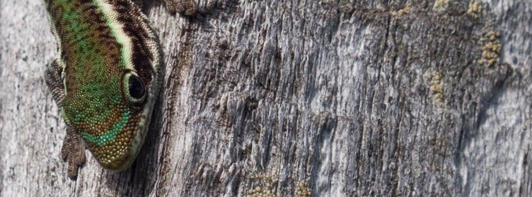 Sorties naturalistes à Grand Étang (NOV-DÉC 2021)